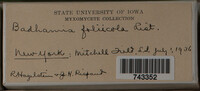 Badhamia foliicola image